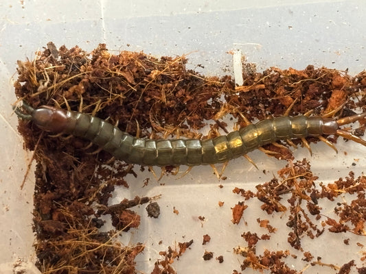 Cormocephalus sp cardstone area.