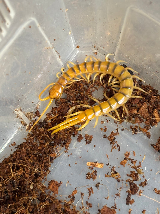 Ethmostigmus rubripes Mt carbine area about 70mm.