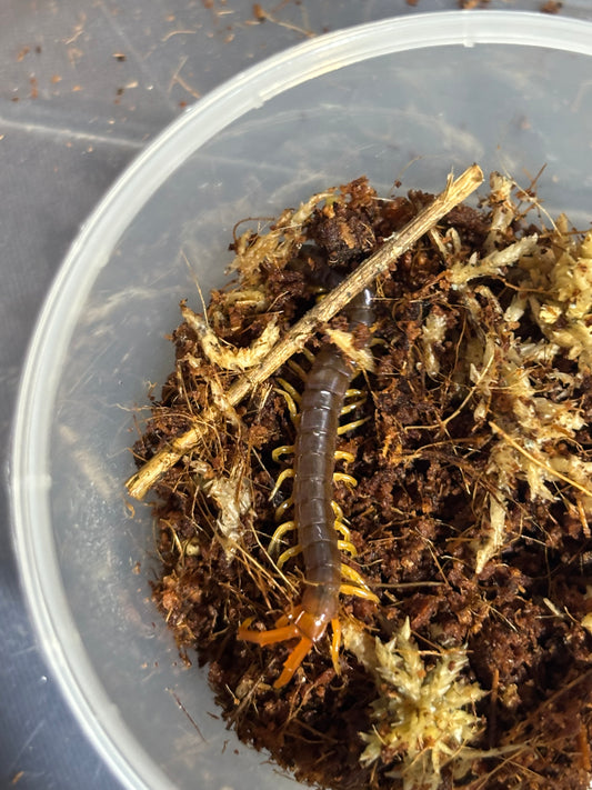 Ethmostigmus rubripes Kuranda area about 60mm