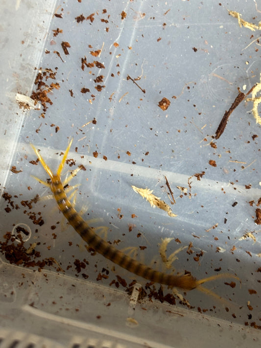 Ethmostigmus rubripes captivated bred 50 to 60mm .