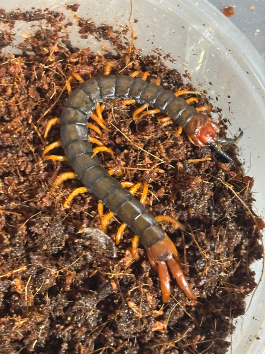 Cormocephalus westwoodi.