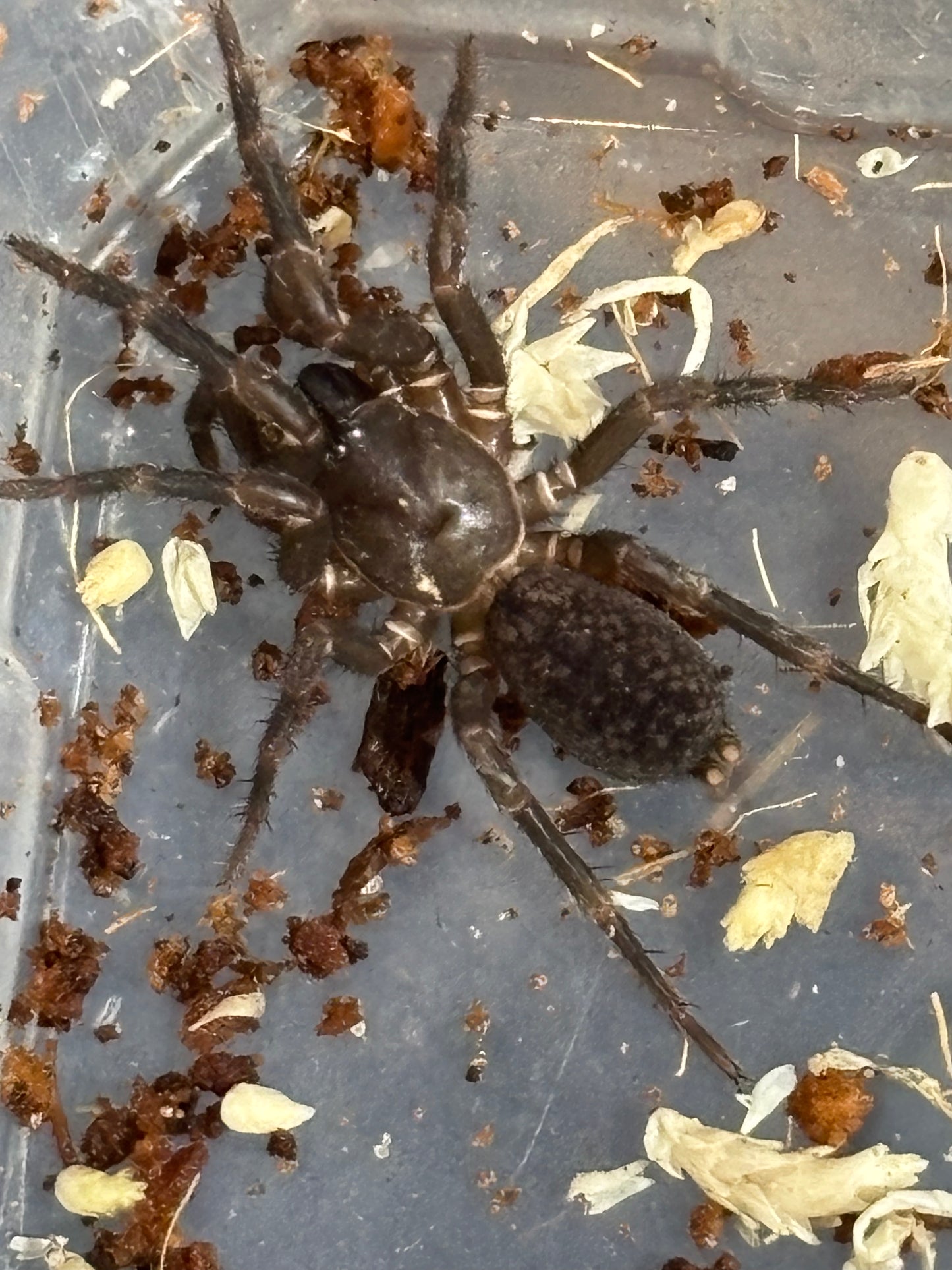 Ixamatus sp Coffs Harbour.