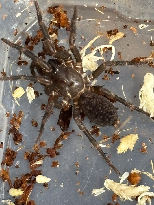 Ixamatus sp Coffs Harbour.