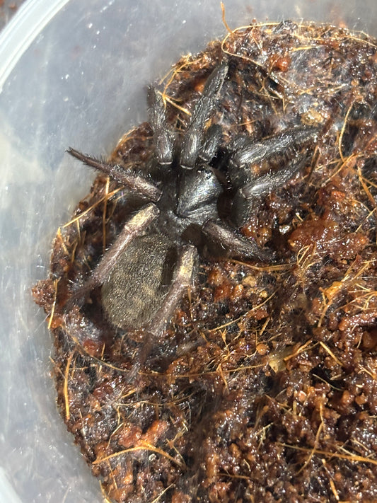 Arbanitis gracilis.