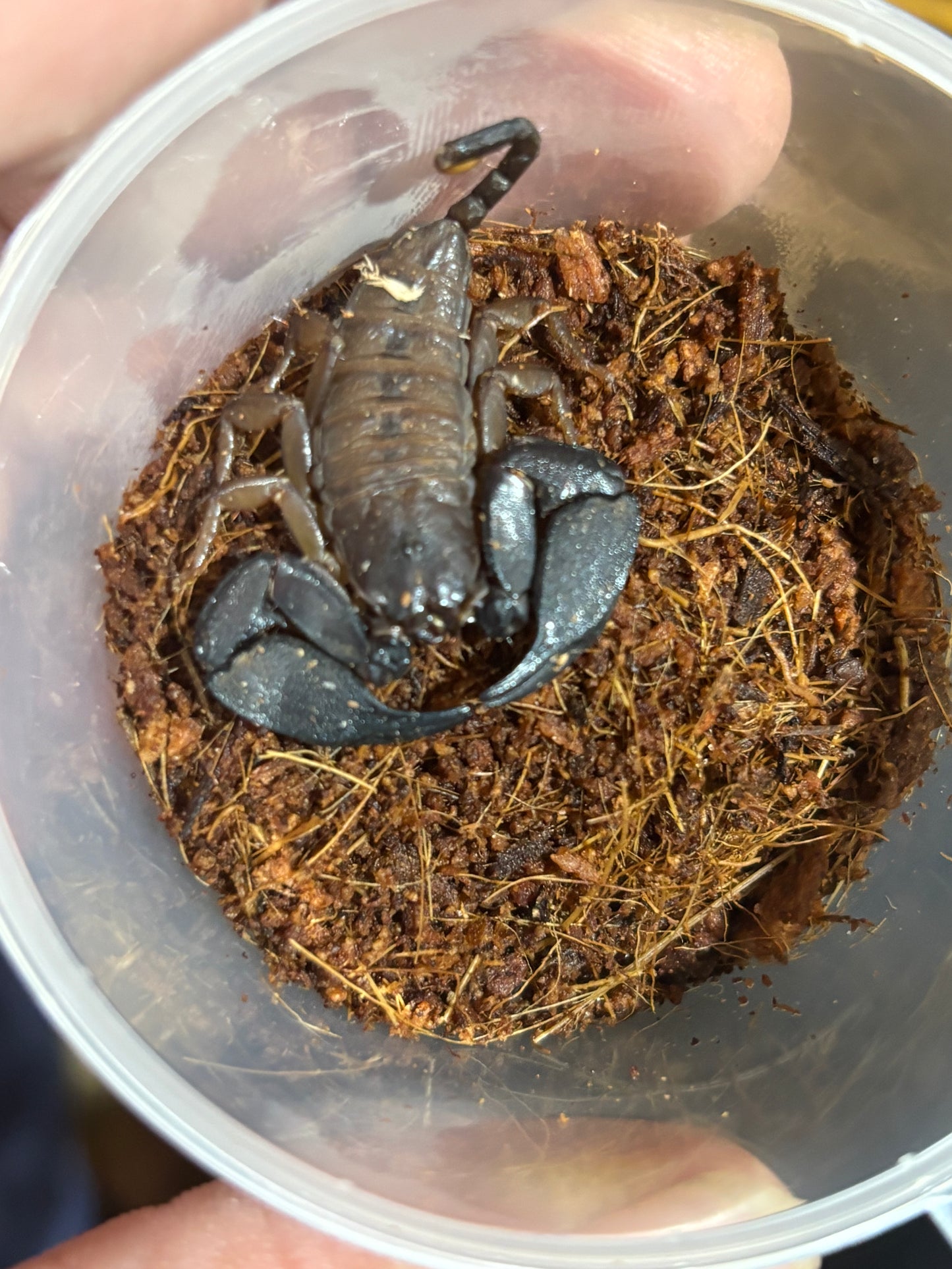 Rainforest scorpion female Cardwell area.