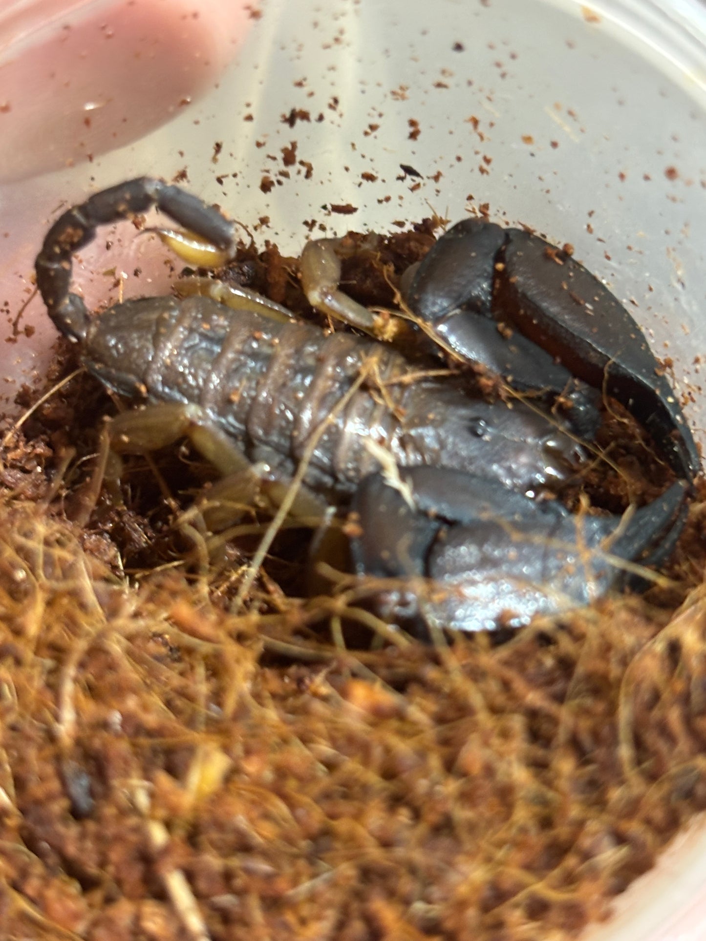 Rainforest scorpion Eungella area female.