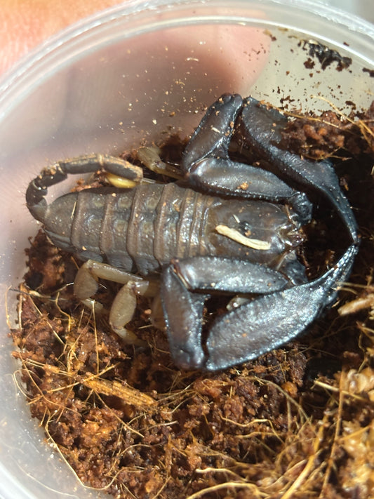 Rainforest scorpion male Eungella area.