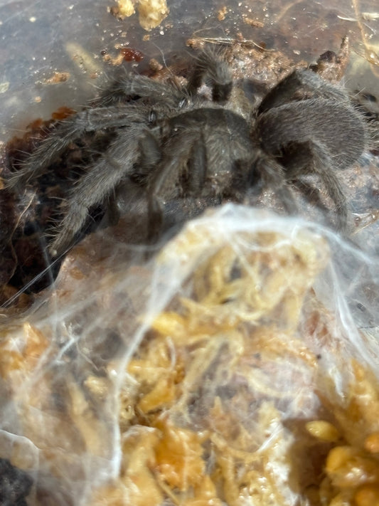 Coremiocnemis tropix 25mm leg span cardstone area.