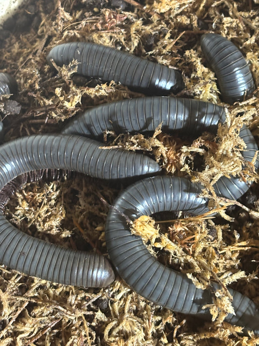 Giant scrub millipedes.