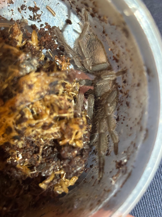 Phlogius kuttabul advanced sling.