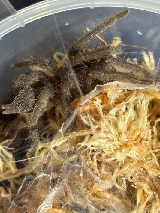 Phlogius Cooktown slings .