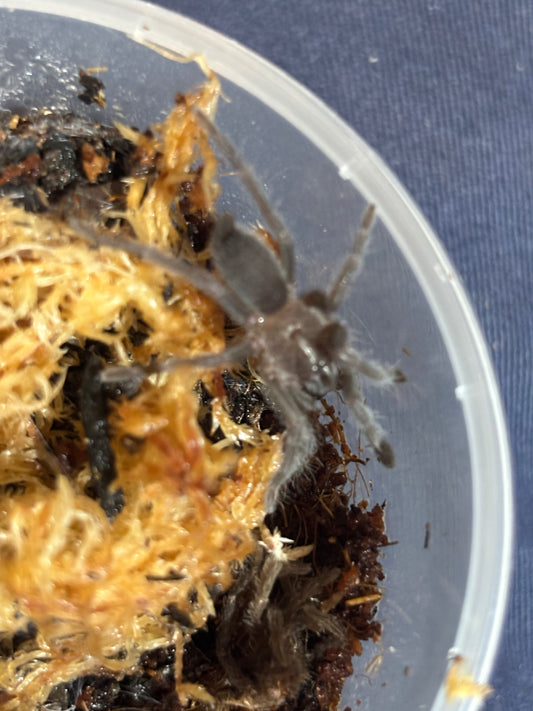 Phlogius stents sling.