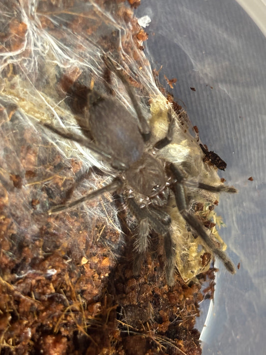 Phlogius Kuranda sling.