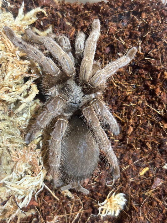 Goddess ( Selenotypus sp3 ) female.