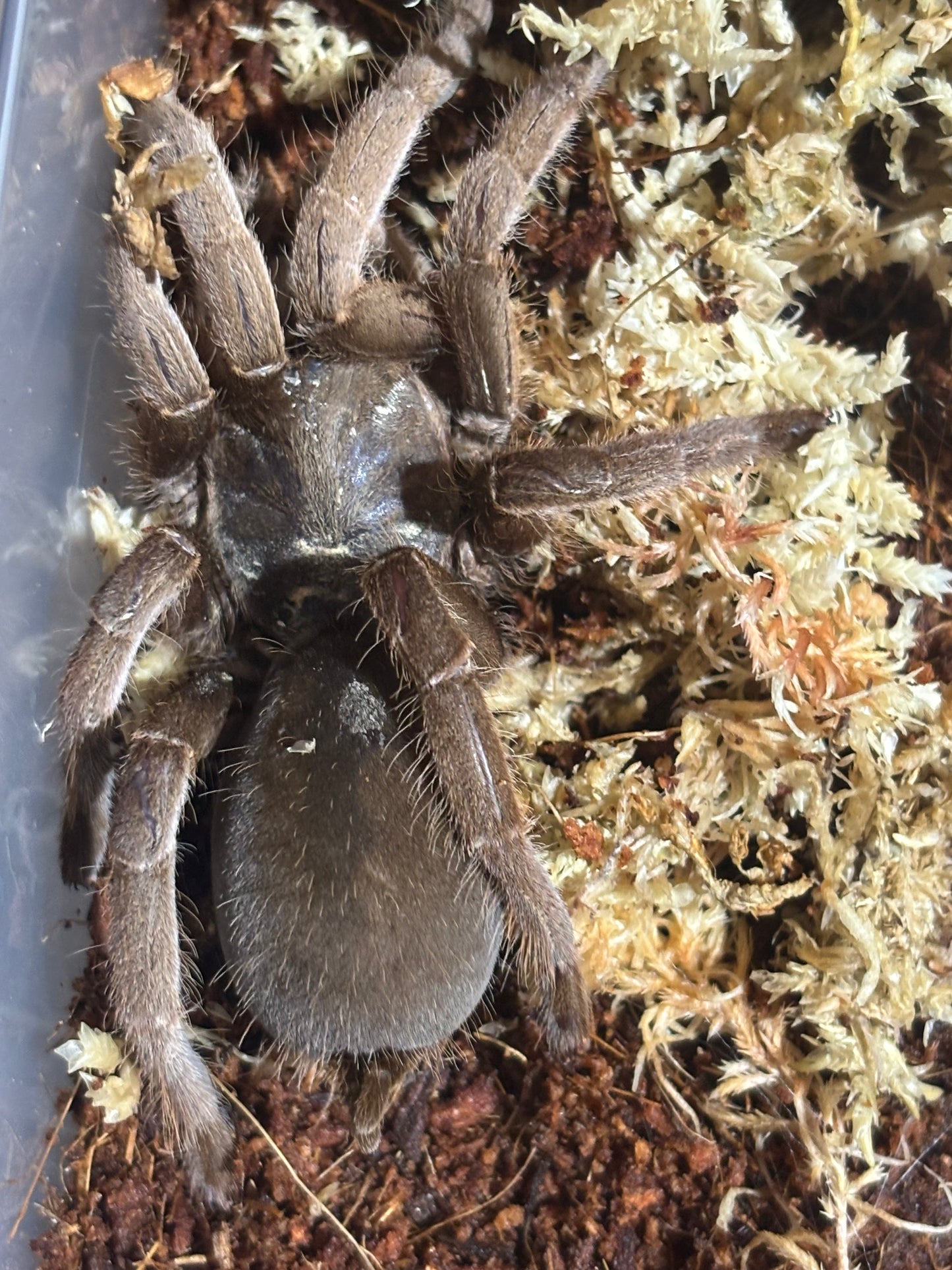 Selenotypus champagne robustus female.