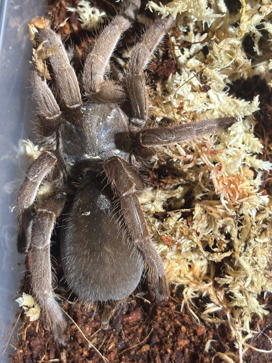 Selenotypus champagne robustus female.