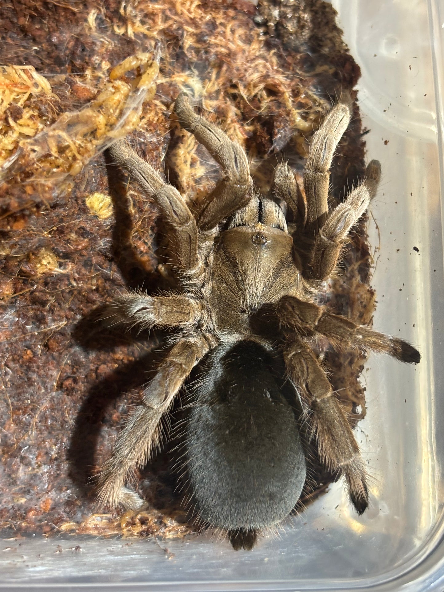 Selenotypus nebo female about 80mm leg span.