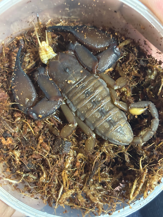 Rainforest scorpion female Cooktown area.