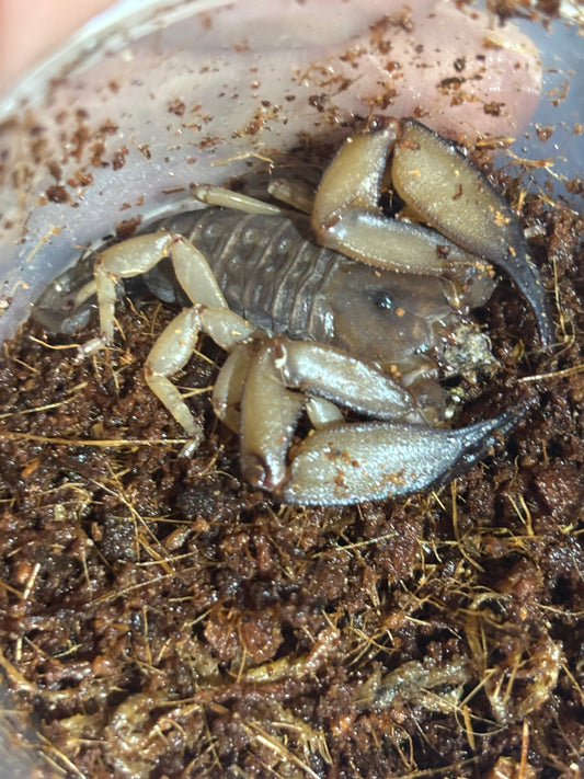 Rainforest scorpion male Cooktown area.