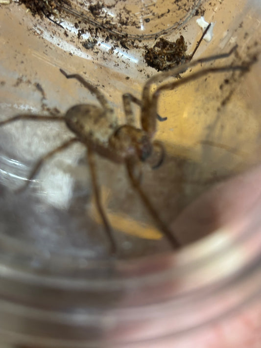 Juvenile jungle huntsman.