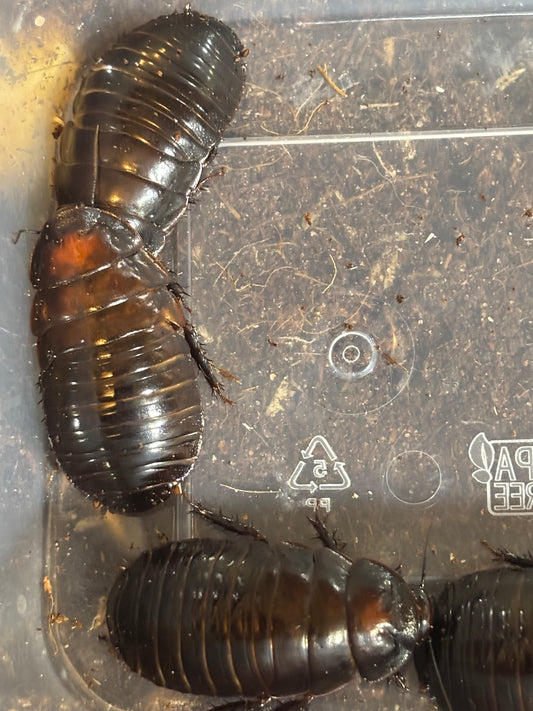 25 to 30mm giant burrowing roache.
