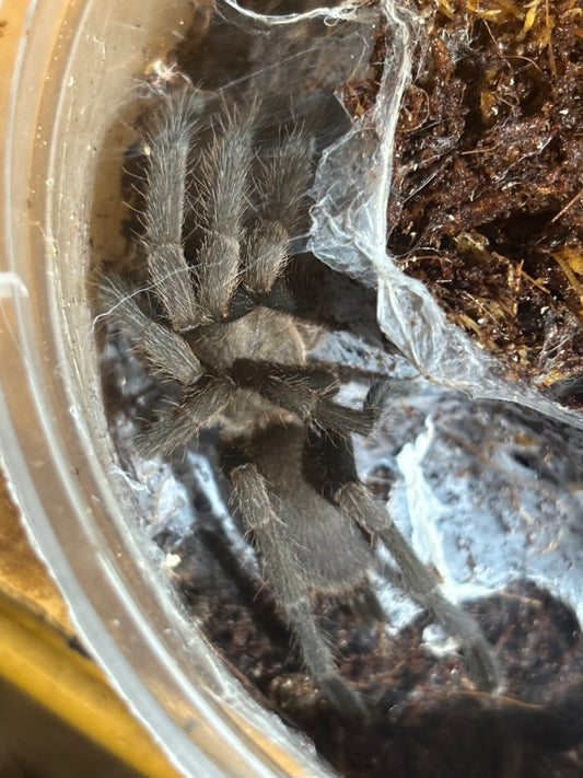 Juvenile male pq113.