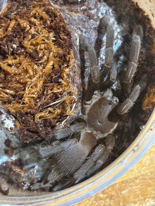 Juvenile male hann strennus.