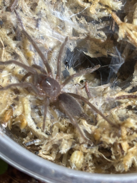 Phlogius k2 Goliath sling.