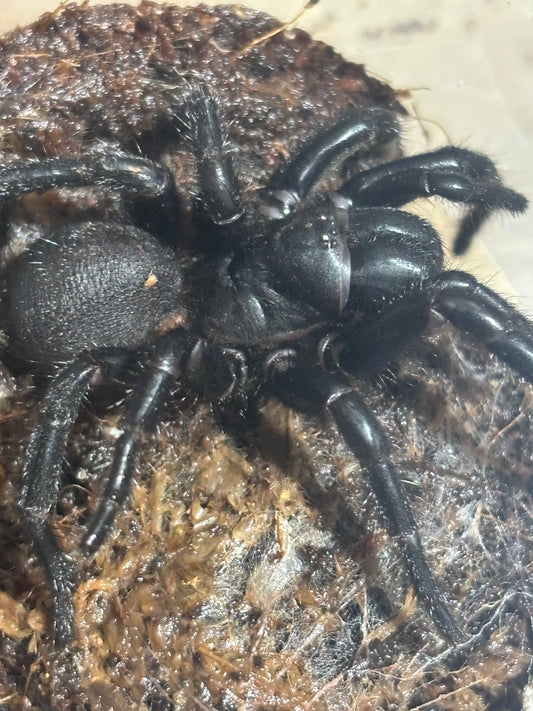 Hadronyche macquariensis.