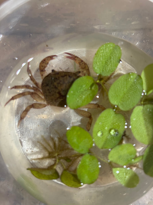 Male freshwater crab nebo area small.
