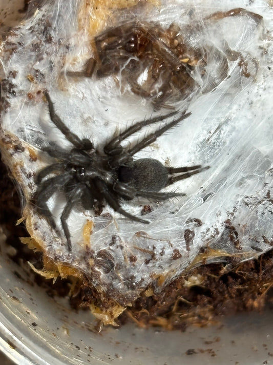 Namirea sp Watsonville.