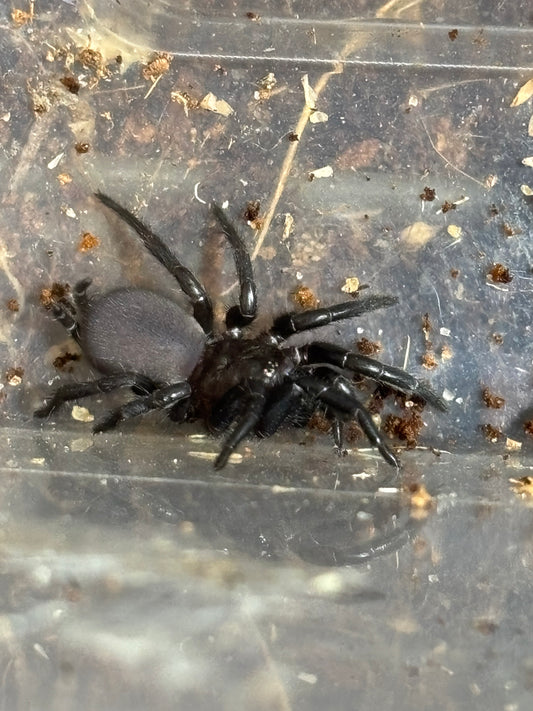 Cethegus sp Lakeland’s juvenile.