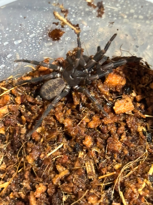 Ixamatus sp eungella.