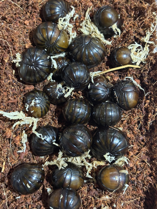 Pill millipedes Kuranda area.