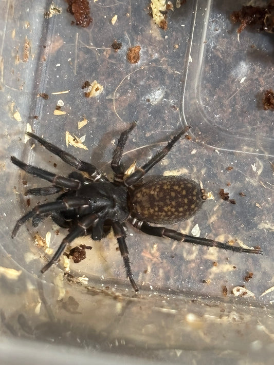 Ixamatus sp pine brush.