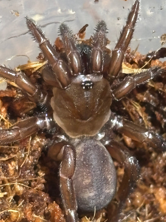 Southern Invertebrates is now closed until the 16th of the 7th 2026.
