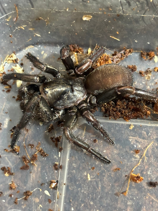 Arbanitis sp Coffs.