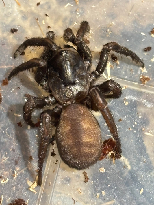 Arbanitis sp Styx river.