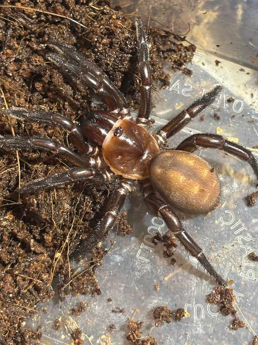 Euoplos variabilis 60mm leg span.