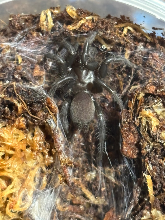Namirea sp copperload.