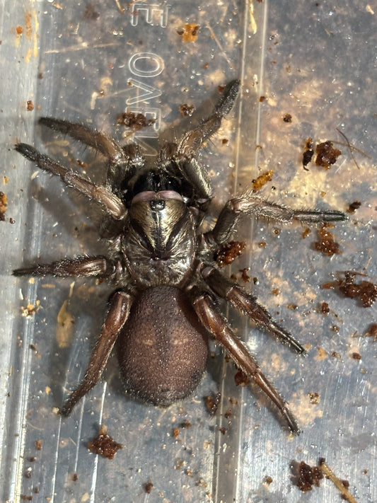 Arbantis sp orange.