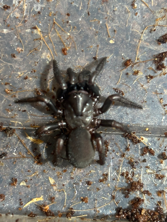 Cataxia Hervey Bay juvenile.