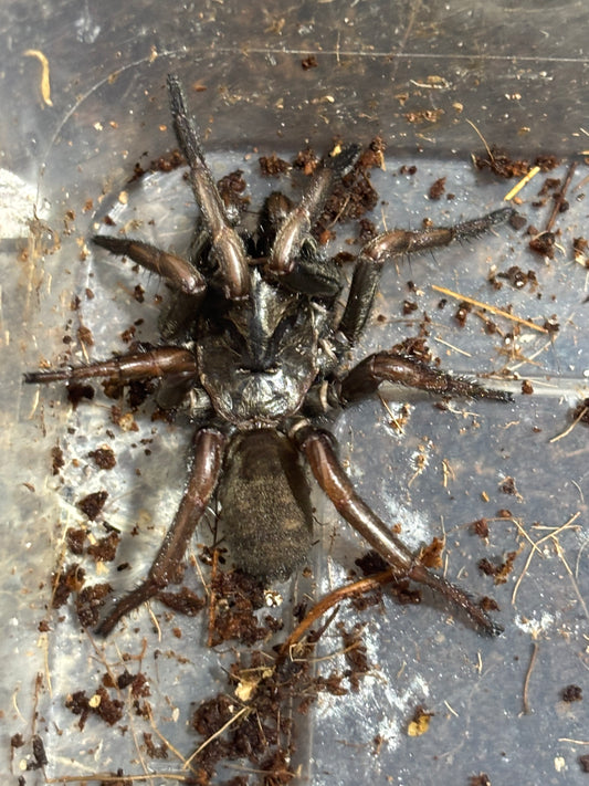Arbanitis sp sandy creek.