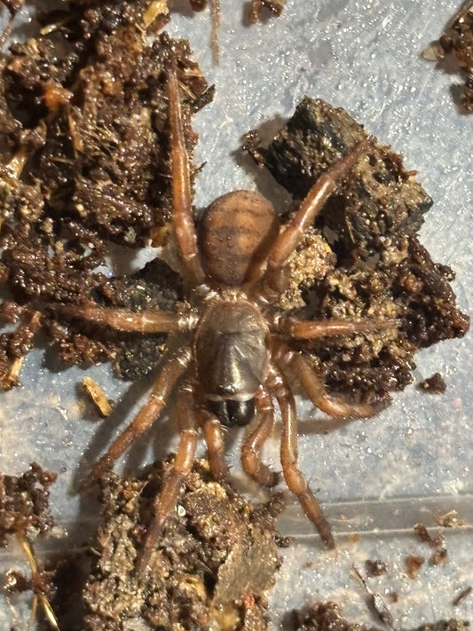 Drawbridge Arbanitis Barrington Tops large sling.