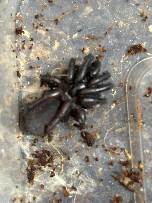 Cataxia sp sandy creek juvenile.
