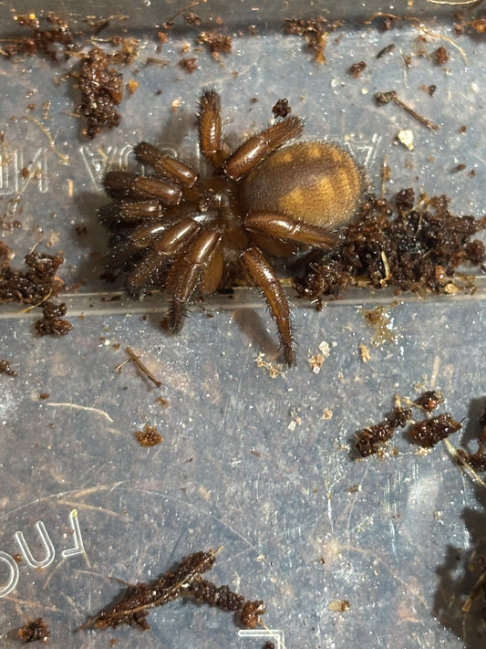 Euoplos sp Kilcoy small juvenile.