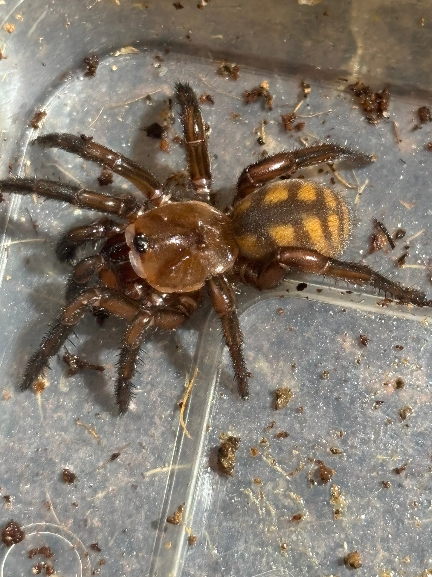 Euoplos similaris.