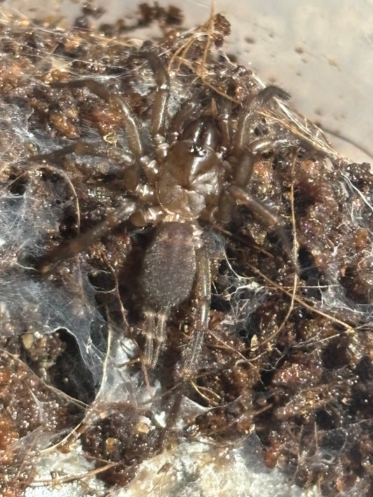 Paraembolides sp Albion park.