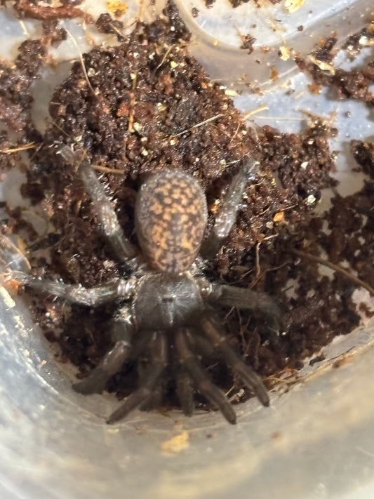 Seqocrypta jakara juvenile.