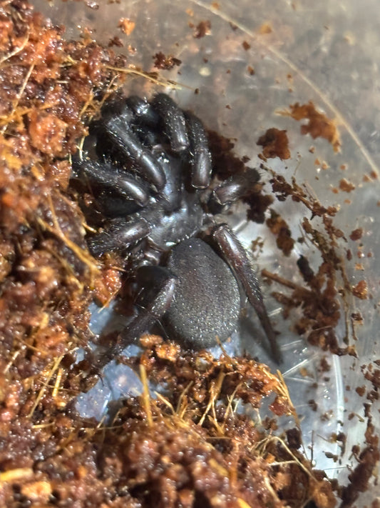 Cataxia sp Amamoor juvenile.